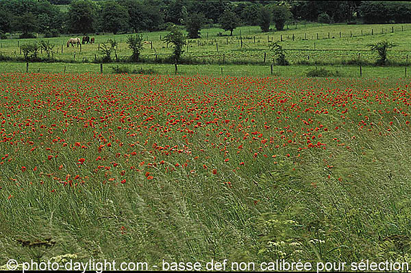 coquelicots